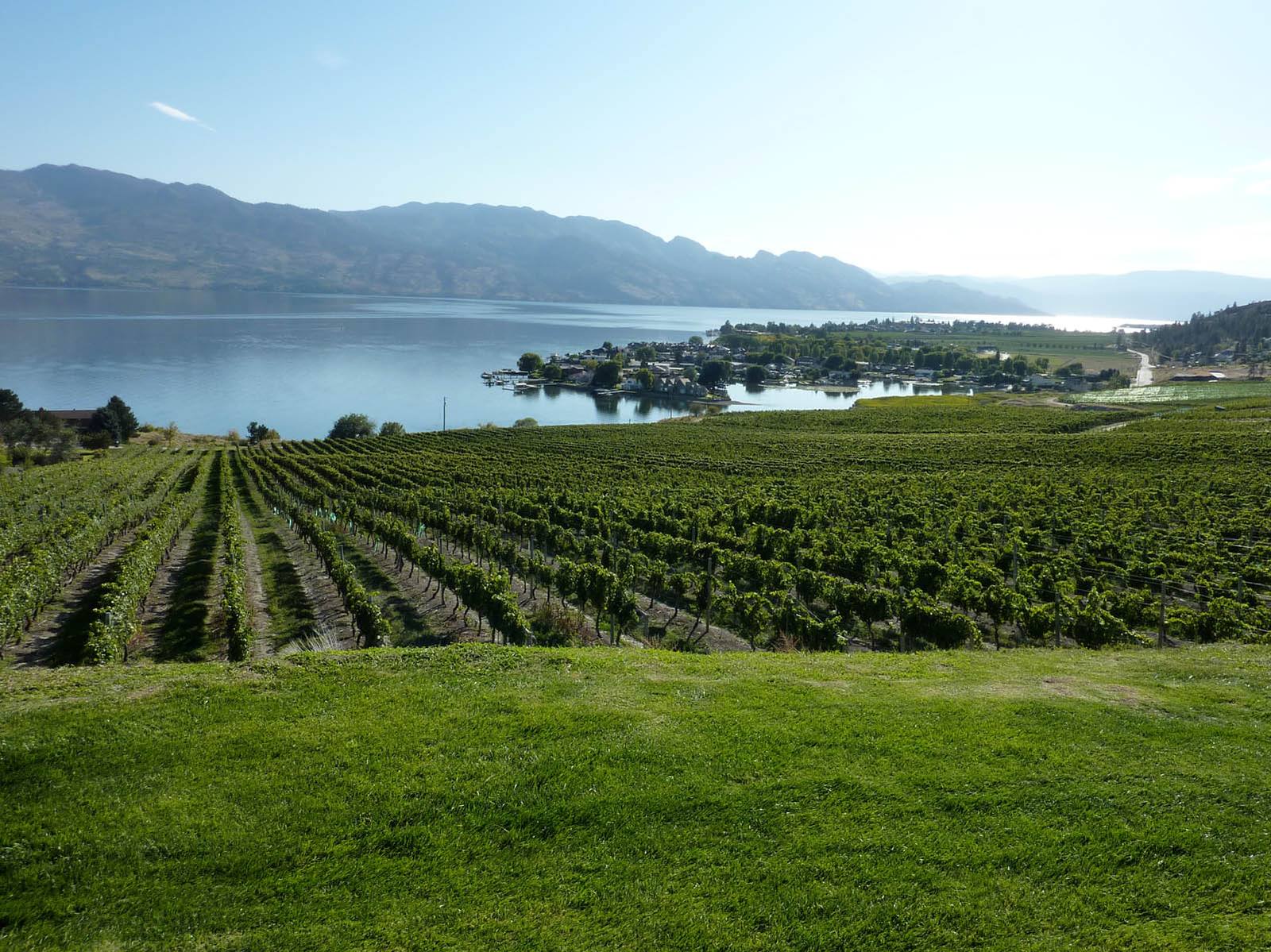 A Kelowna vineyard overlooking Okanagan Lake. Tantalus Vineyards finished its earliest estate harvest on record on October 1, 2026.