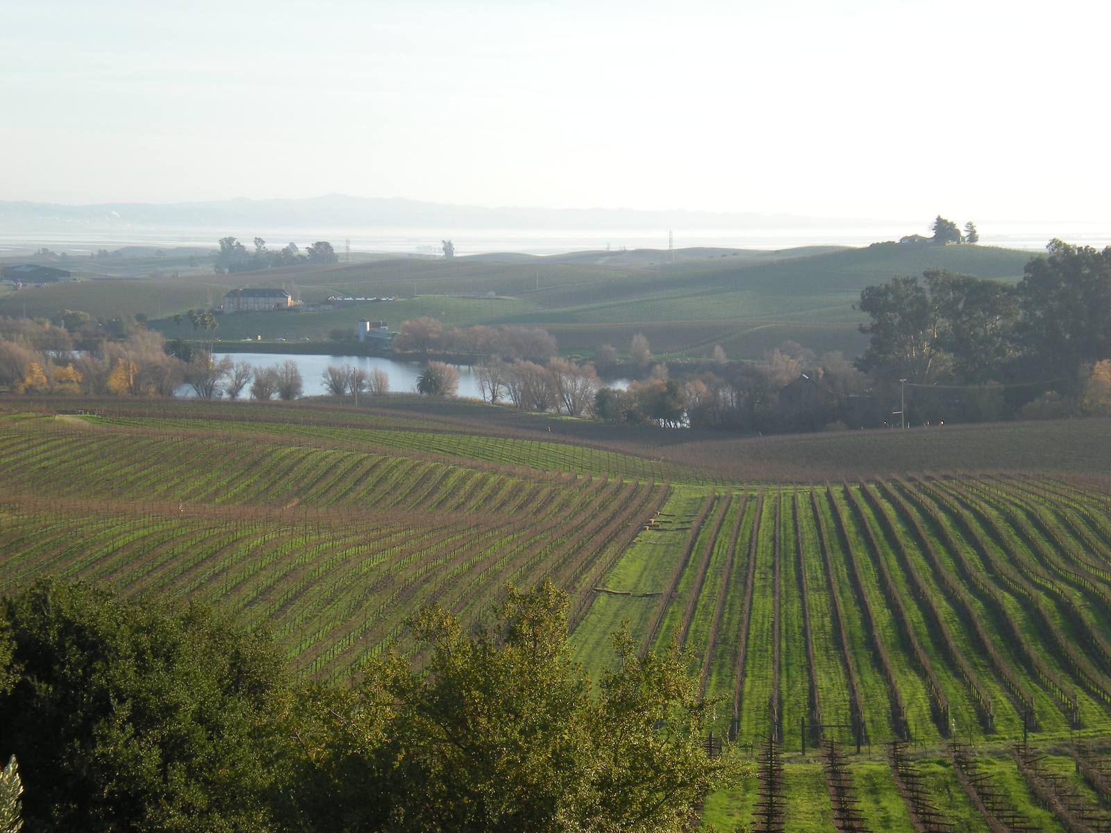 Artesa Vineyards and Winery in Carneros. Boisset Collection acquired the 350-acre estate, founded in 1991 as Codorniu Napa, in a deal signed September 23, 2026.