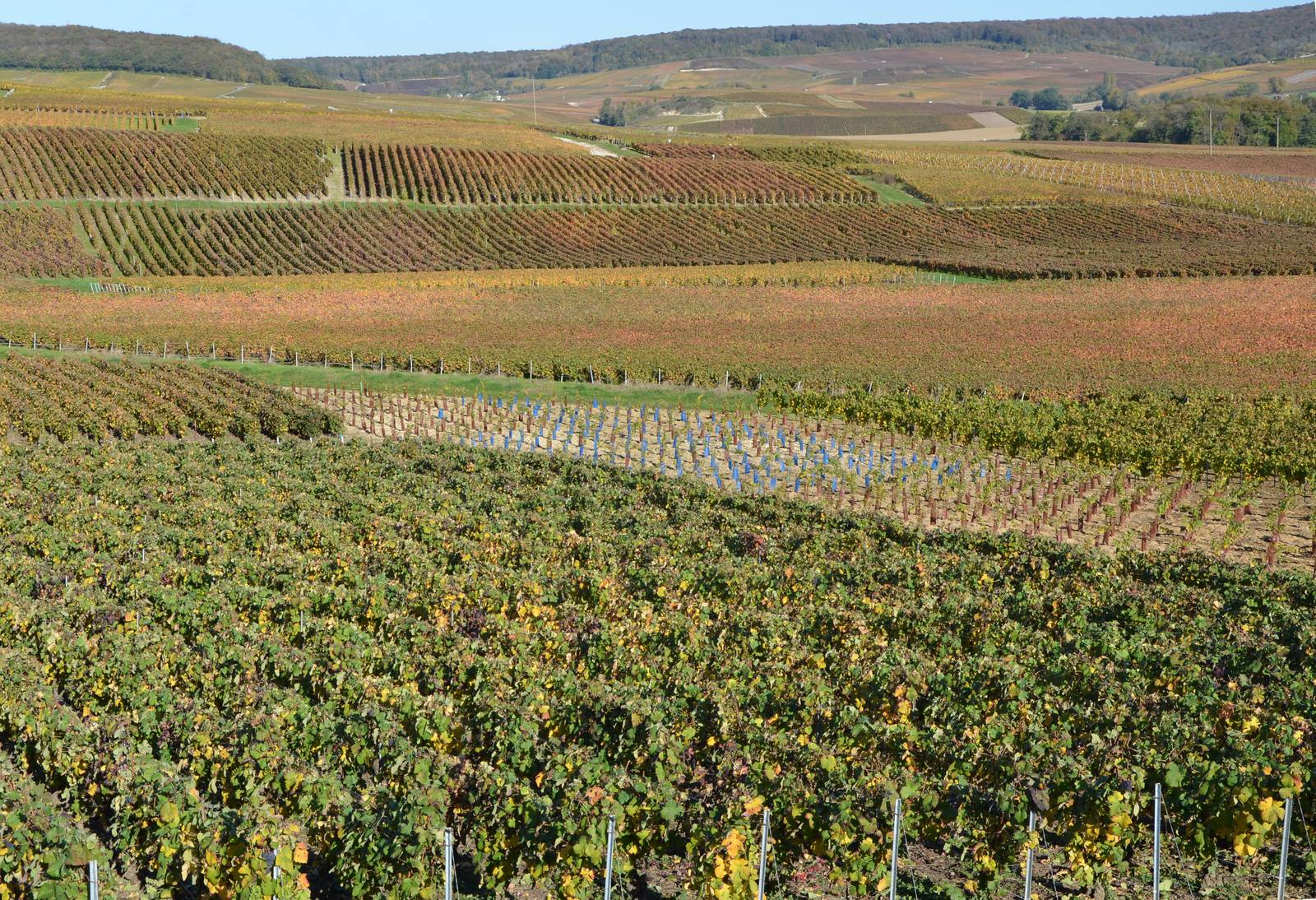 Vineyards in the Montagne de Reims. Champagne's 2026 harvest was cut by spring frost and summer heatwaves, with production expected roughly 50 percent below 2025.