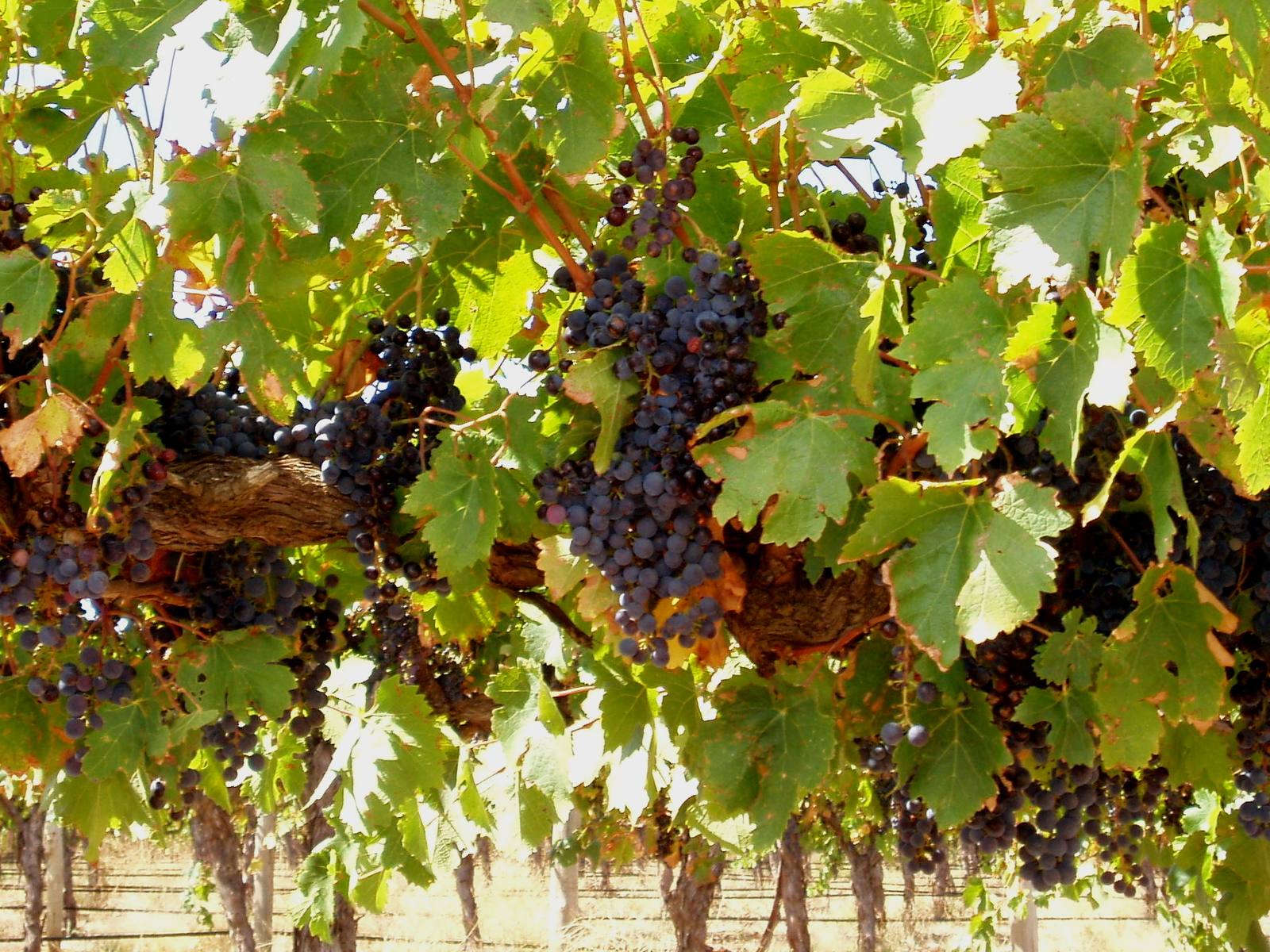 Red wine grapes growing in the Barossa Valley, South Australia. Australia remains China's leading wine supplier by value, but shipments to mainland China fell 15 percent to AU$756 million in the first half of 2026.