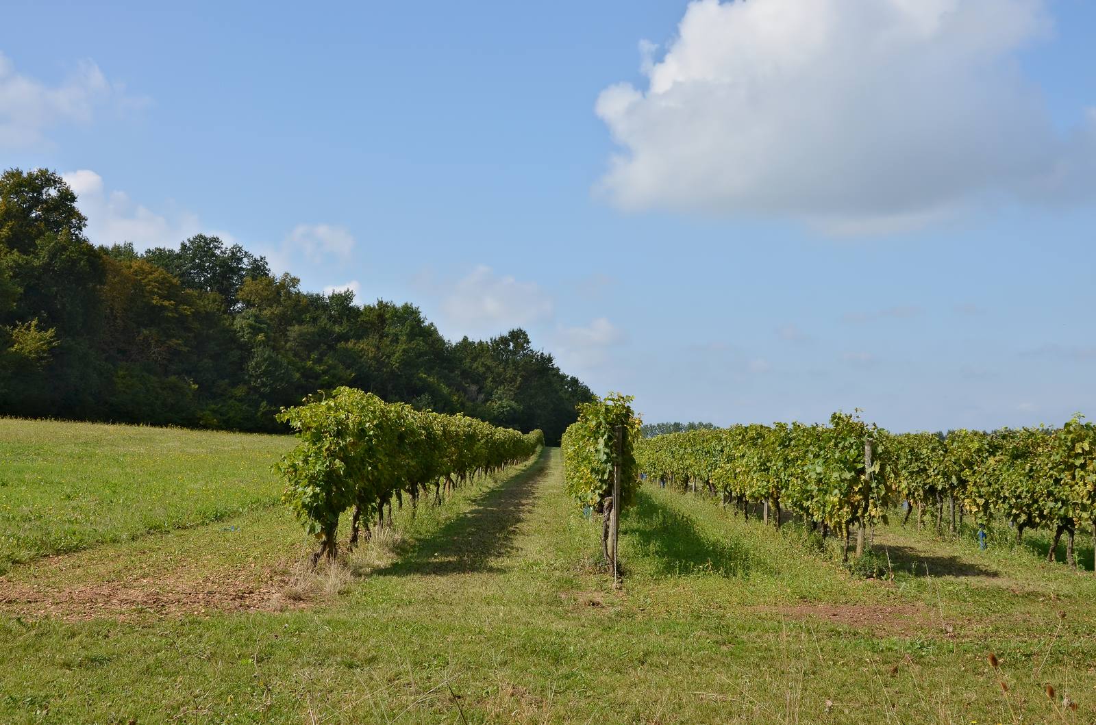 Vineyards in the Borderies cru of Cognac. BNIC figures show sales down from 230 million bottles in 2023 to 140 million as tariffs hit the US and China.