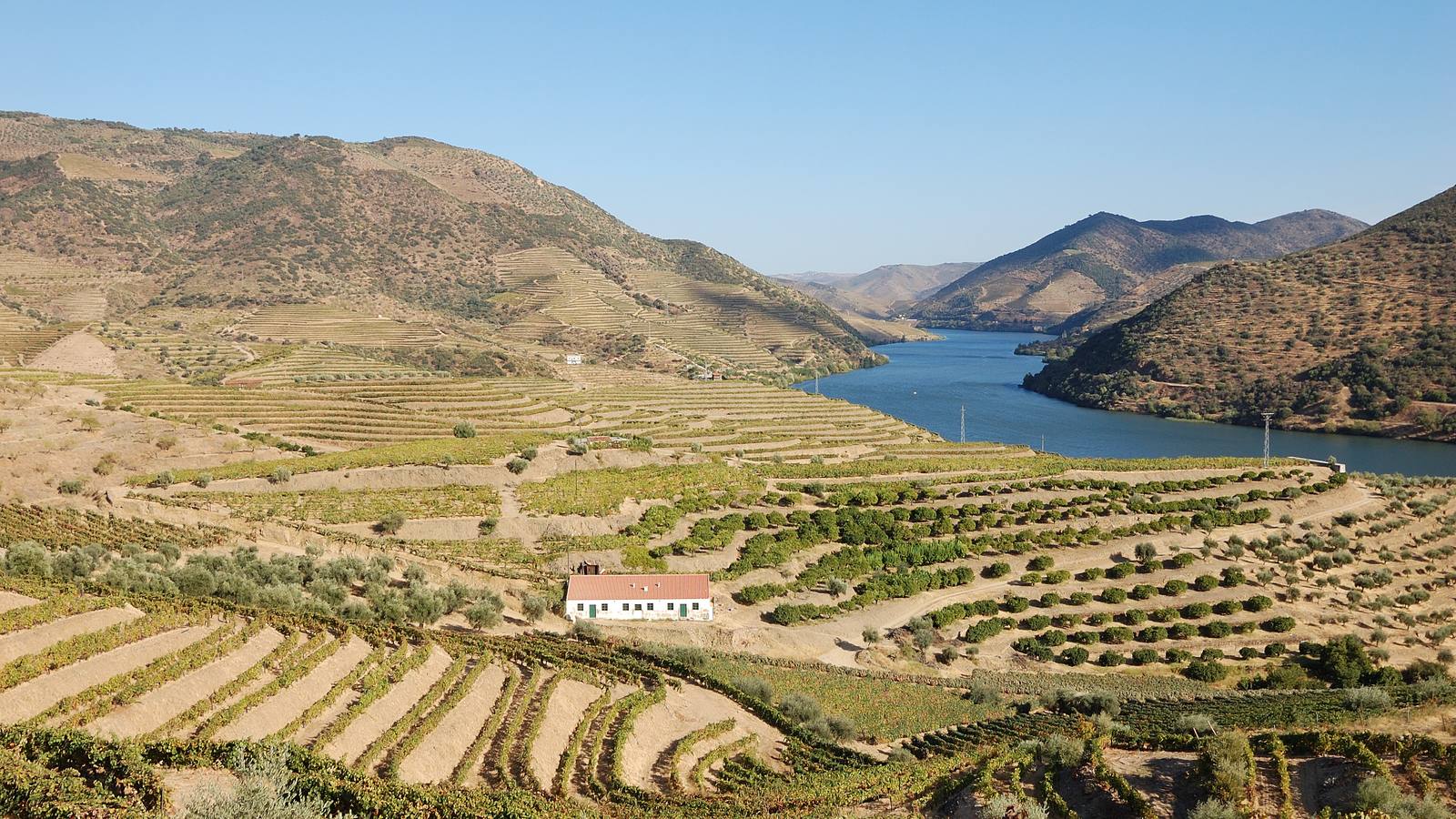Terraced vineyards in the Douro. The IVDP authorized 76,000 pipes of benefício for 2026, and small growers warn a meaningful share of this year's grapes may go unsold.