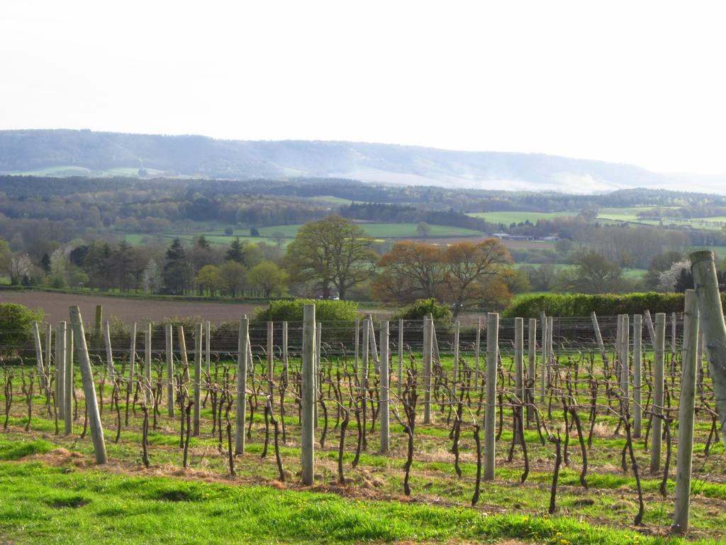 Nyetimber Vineyard in Upperton, West Sussex, with the South Downs beyond. Nyetimber began its earliest-ever harvest on September 14, 2026, expecting around 2,500 tonnes of grapes.