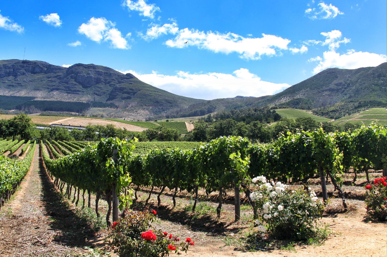 Groot Constantia, South Africa's oldest wine estate, has appointed Dr Edo Heyns as CEO effective 19 October 2026.