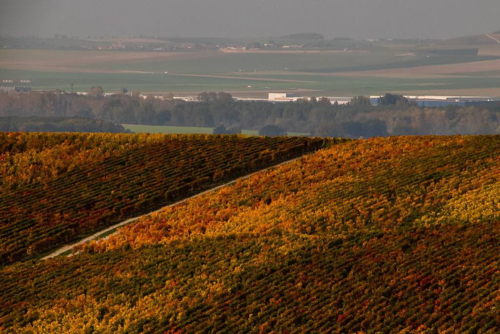 Autumn vineyards in Champagne, where 2026 output is expected to fall 49% from 2025 and sit 47% below the five-year average after France's hottest summer on record.