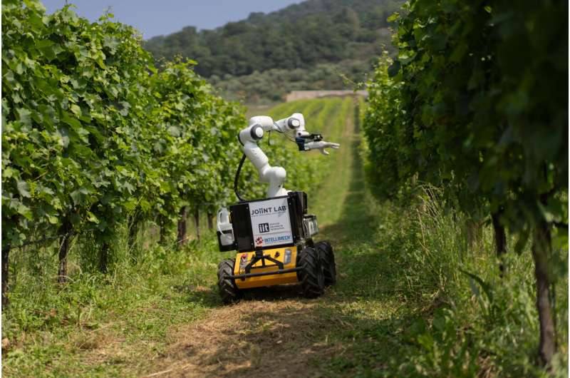 The Frasky robot with its robotic arm in the Le Corne vineyard in Grumello del Monte, Bergamo, where it was field-tested autonomously applying treatments after lab validation at the Italian Institute of Technology.