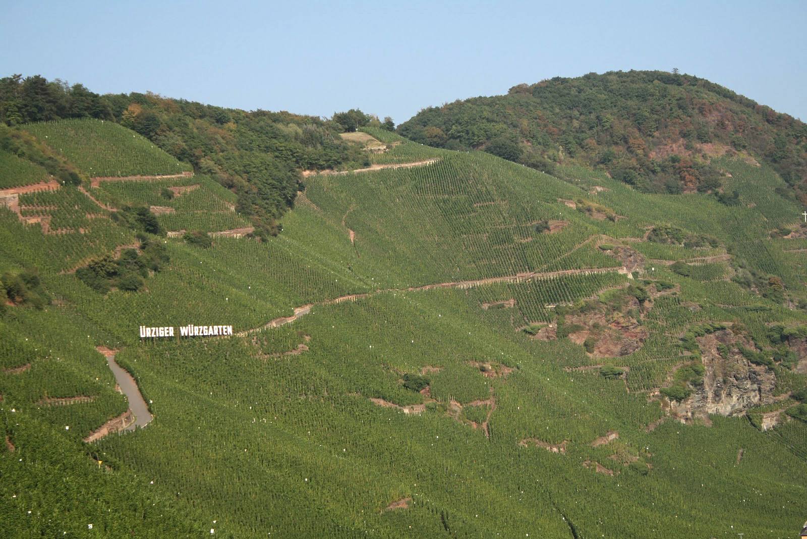 The Ürziger Würzgarten vineyard near Bernkastel-Kues on the Mosel. Germany's 2026 harvest began earlier than ever recorded, with healthy fruit but below-average yields.