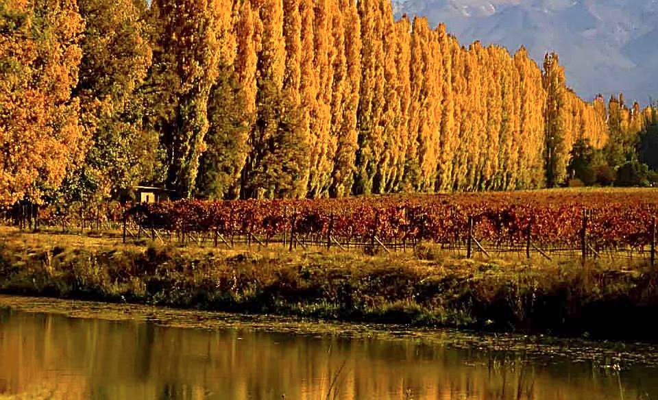 Autumn vines at Tupungato in the Uco Valley, Mendoza. Huentala Wines' Calizo Albar Block 06 Malbec 2023, from its La Isabel Estate in Gualtallary, was named IWC Champion Red Wine 2026, the first Argentine wine to take the title.