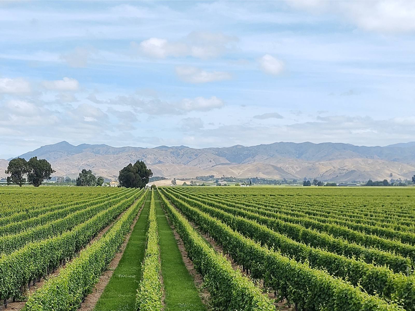Vineyards in the Wairau Valley, Marlborough. New Zealand wine gains phased tariff relief in India from October 20, 2026.