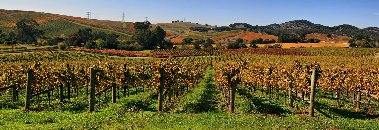 Vineyard rows in Napa Valley. Irrigated growers will pay $98.74 per planted acre per year under the county's new groundwater sustainability fee.