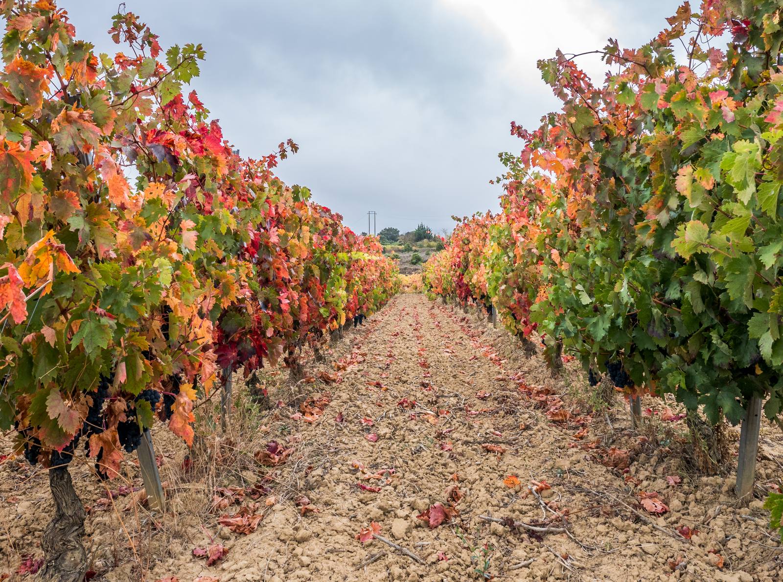 Vineyards near Laguardia in Rioja Alavesa, the subzone where Muriel Wines is based in Elciego. Muriel acquired the Marqués de la Concordia brand and trademarks at a July online insolvency auction; Félix Solís took Federico Paternina, Lagunilla and Rioja Santiago from the same sale.