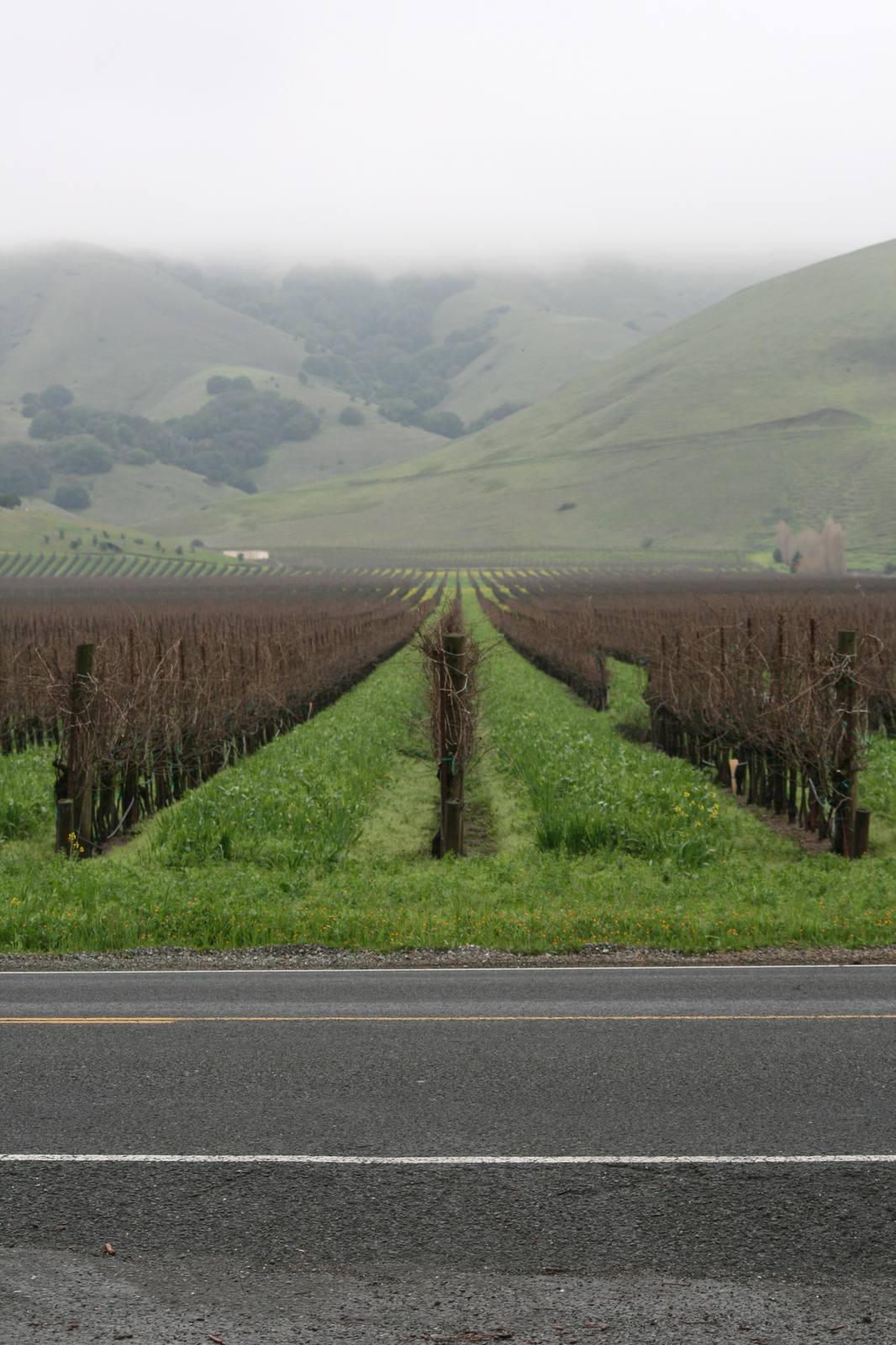 A vineyard in Sonoma County, California. Workers at Rodney Strong Vineyards are organizing with Teamsters Local 665 for union recognition.