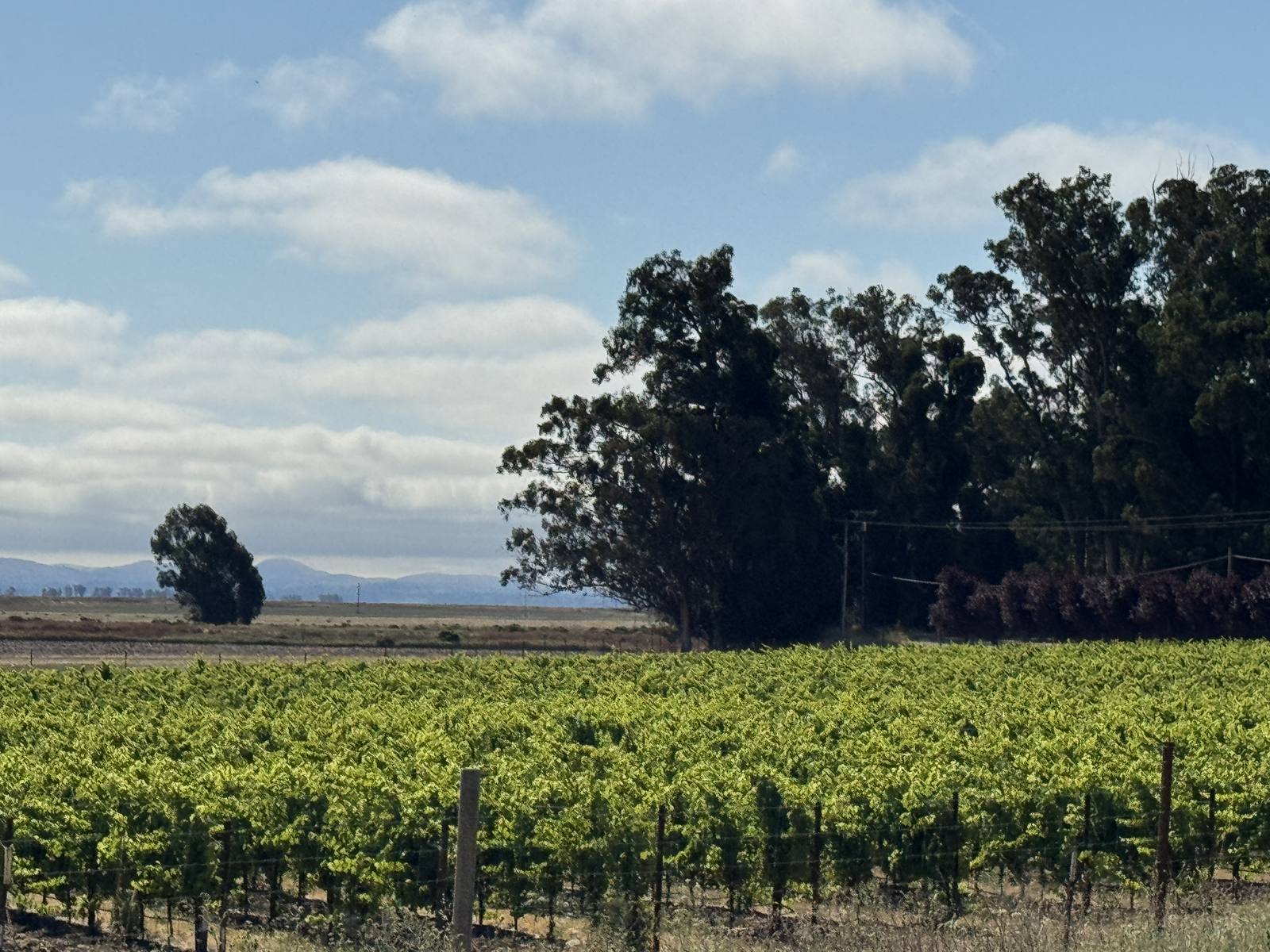 Vineyards in Sonoma County, where the region's vintners and growers trade groups are unifying into a single organization.