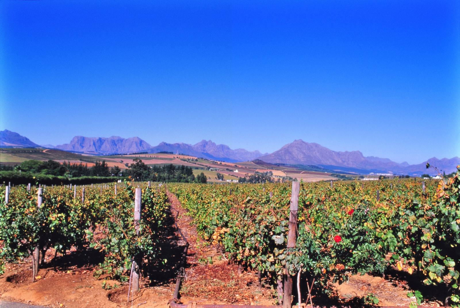 Vineyards in Stellenbosch, Western Cape. South African wine volumes shipped to the United States fell 64 percent between 2023 and the first half of 2026, according to USITC customs data.